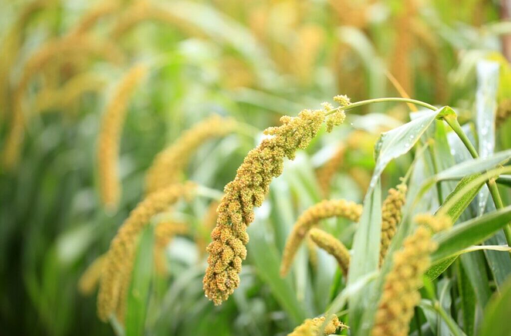 Exploring the Health Benefits of Millet-Based Products