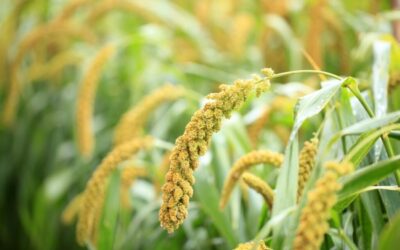 Exploring the Health Benefits of Millet-Based Products